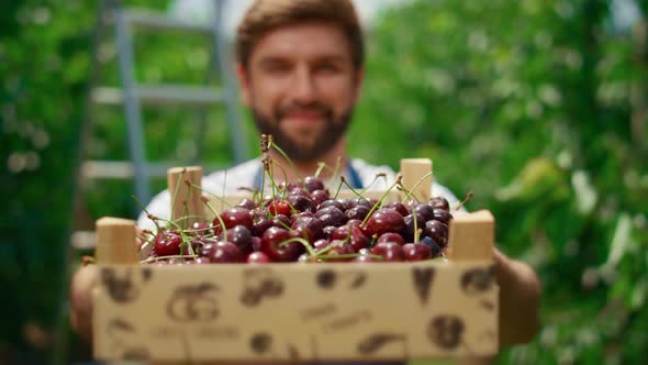 Businessman Farming Cherry Berries in Organic Fruit Crate at Greenhouse Garden