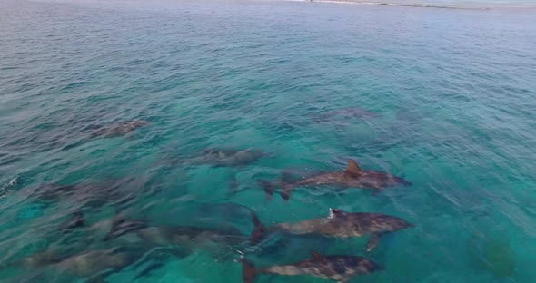 Aerial drone view of a pod of dolphins swimming over a coral reef in the Maldives.