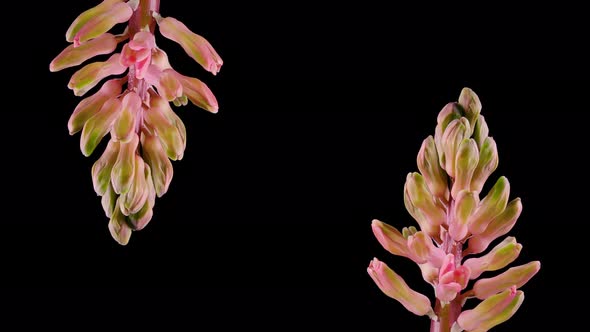 Closeup Timelapse Growing Pink Flowers and Colorful Plants on Black Background
