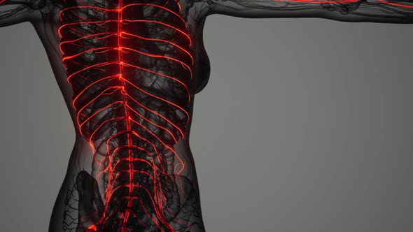 Brain and Nervous System of Human alt