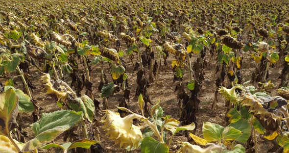 Global warming. Burned sunflowers,Loiret,  France