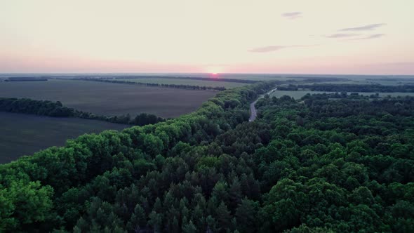 Drone Flight Over Green Grass Forest Landscape with Meadow and Trees