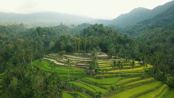 Aerial Video above Rice Terraces