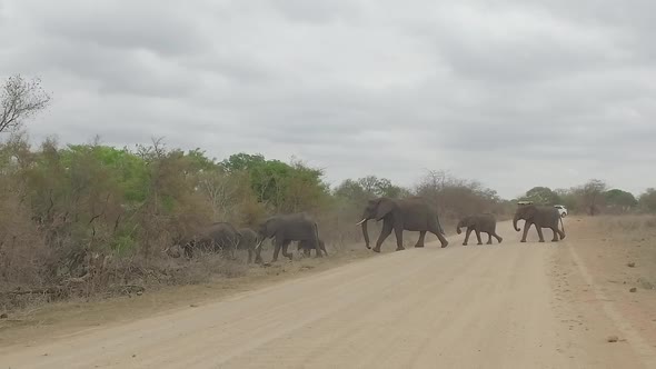 elephant family crosses dirt road