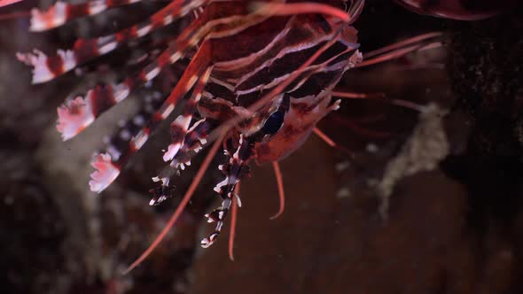 Spotfin Lionfish (Pterois Antennata) close up shot