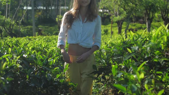 Lady Walks Among Tea Plantation on Sunny Day Slow Motion