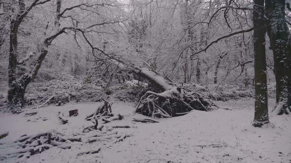 Trees in forest covered in heavy snow on a bright day 42