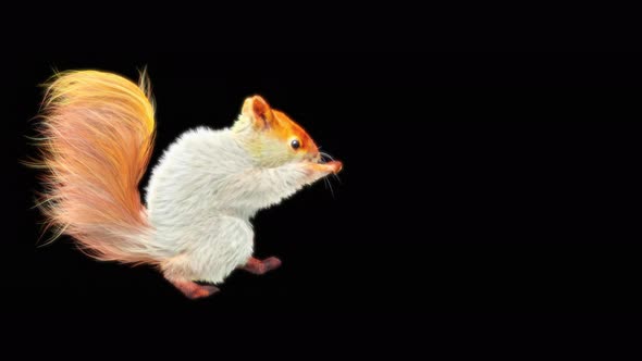 71 White Squirrel Dancing 4K