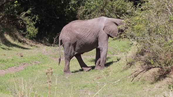 African Bush Elephant in profile eats leaves from tree in Mara, Kenya