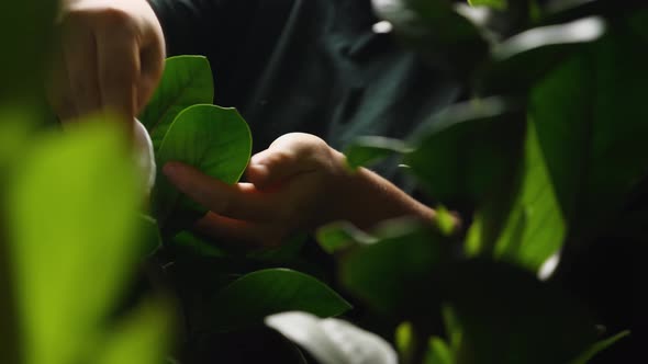 Close-up of a woman's hand wiping dust off the leaves of a houseplant called Zamioculcas