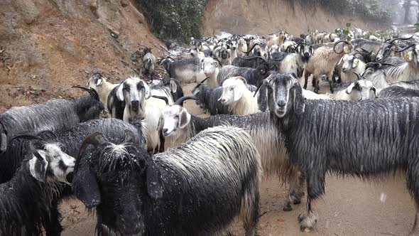 Horned Grey Goat Herd Under Heavy Snow