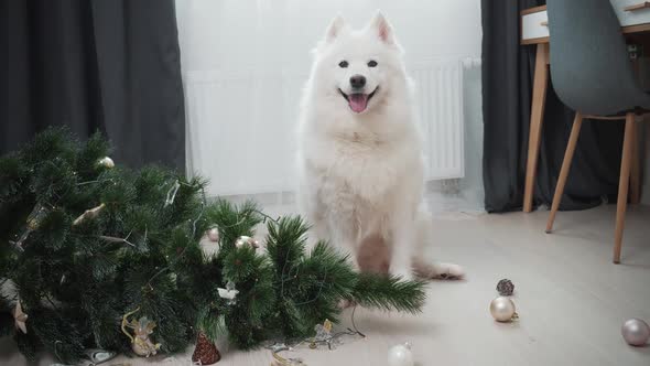 Dog Sitting Near Dropped Christmas Tree in Living Room