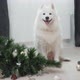 Dog Sitting Near Dropped Christmas Tree in Living Room - VideoHive Item for Sale