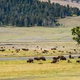 Buffalos in Yellowstone Park - VideoHive Item for Sale