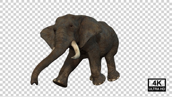 Elephant Running And Atack Angle View