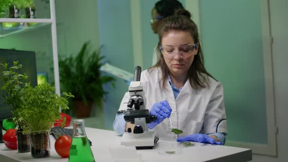 Splecialist Researcher Taking with Tweezers Leaf Sample Analyzing Under Microscope