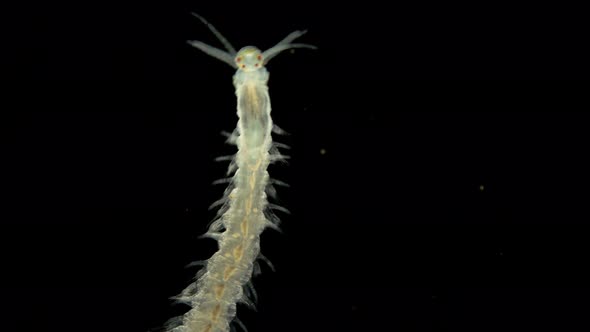 Worm Polychaeta Under a Microscope, This Is the Annelida Class, Live in Marine and Fresh Waters