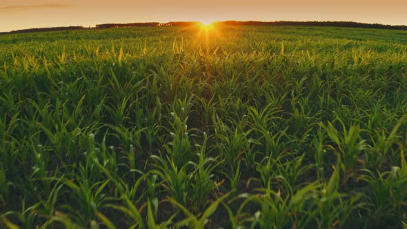 Calm Flight Above Summer Cornfield