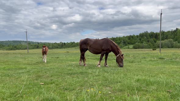 Mom and Baby Horse Grazing on a Green Meadow Blue Cloudy Sky