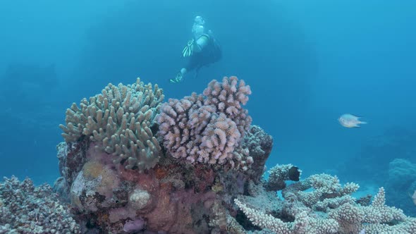 A female scuba diver swimming away from a colourful reef structure in clear blue tropical water