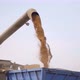 Unloading Grains Into Truck By Unloading Auger - VideoHive Item for Sale