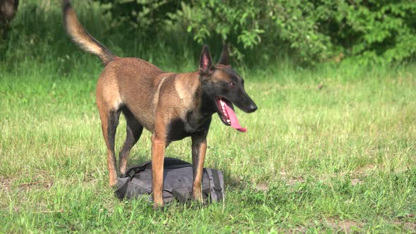 Dog Is Guarding a Bag.