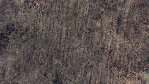 Above the dry forest trees on the hill 4K aerial footage