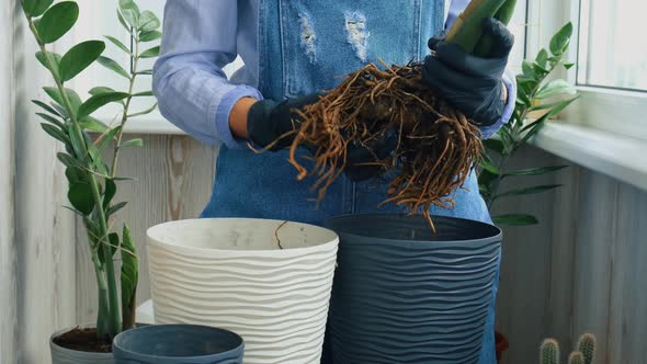 Gardener Woman Transplants Indoor Plants and Use a Shovel on Table