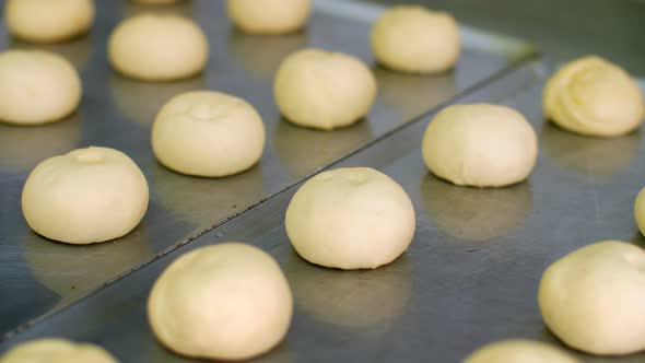 Cooking. Bakery Products. Close-up. Blanks of Raw Yeast Dough for Buns Lie on a Pan, Greased with