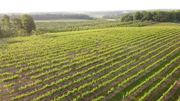 Narrow Rows Of Vineyards, Cherry, And Apple Orchards Growing On The Countryside In Leelanau County,