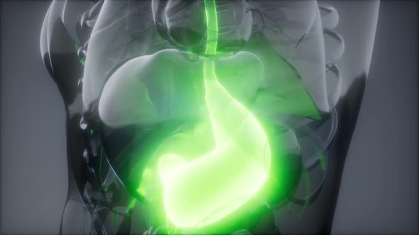 Human Stomach Radiology Exam alt