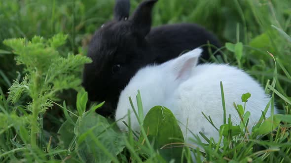 Little rabbit on green grass in summer day