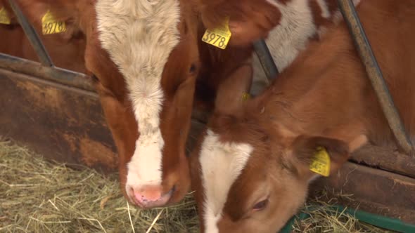 Chewing Cows In Farm