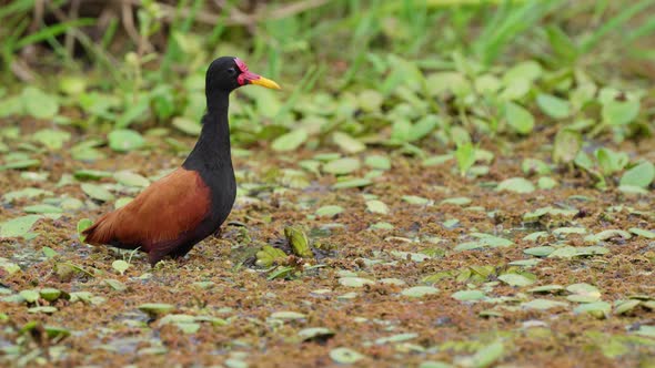 Beautiful Colorful Wild South America Wattled jacana Bird in Natural Habitat Wetland Swamp,Tropical