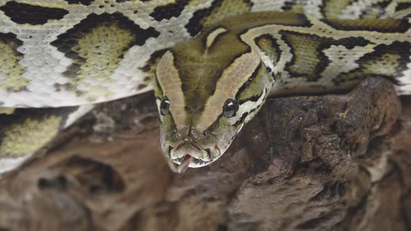 Royal Python or Python Regius on Wooden Snag in Studio Against a White Background. Close Up. Slow