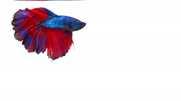 Siamese fighting fish (Betta splendens) alt