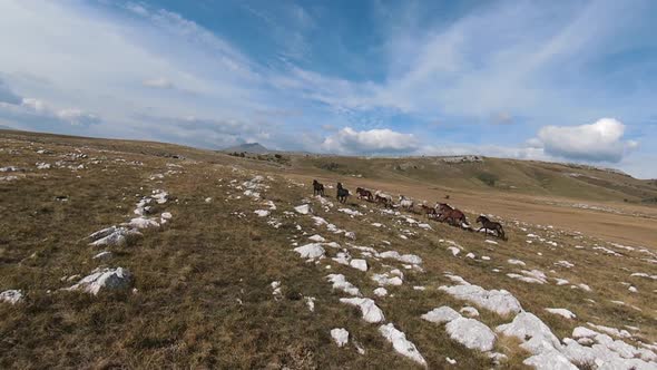 Aerial FPV Drone Flying with a Large Herd of Wild Horses Galloping Fast Across Steppe