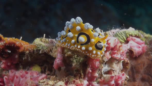 Warty nudibranch (Phyllidia ocellata) crawling over colorful tropical coral reef