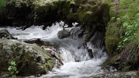 Water flowing under a moss tree stump