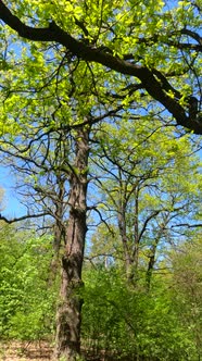 Vertical Video of the Forest in the Spring