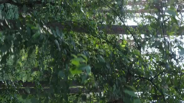 Vertical Video Aerial View Inside a Green Forest with Trees in Summer