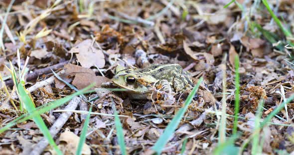 Static macro video of Gulf Coast Toad Incilius valliceps. View is from the front left.