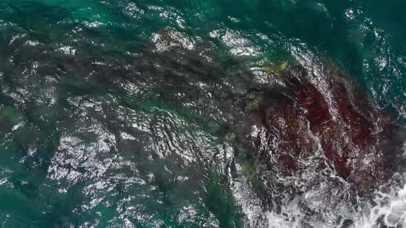 Drone camera captures a sea turtles peeking out of the waves above red algae (Kauai, Hawaii, USA)