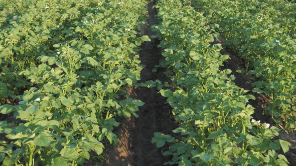 Movement Along The Rows Of Bushes Of Potatoes In A Farmer Field