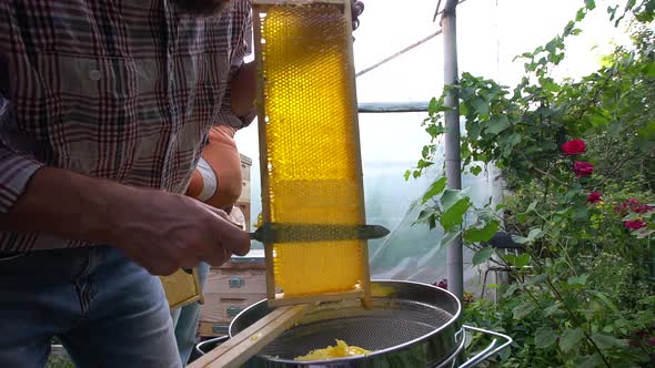 beekeeper cuts wax from a honeycomb with honey