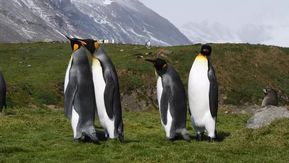 King Penguins on the Beach in South Georgia