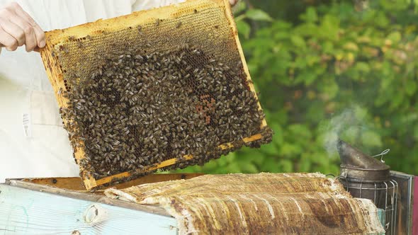 Close-up of Hands Beekeeper Inspects of Beehive Frame with Bees on It.