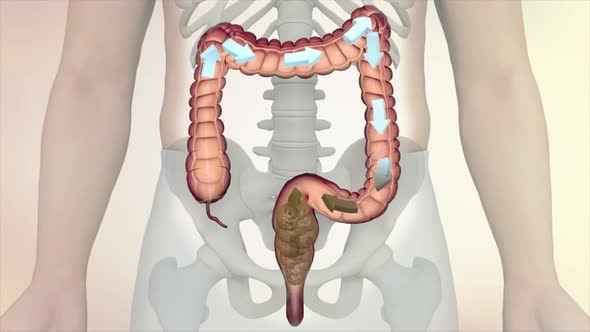 digestion3.mov