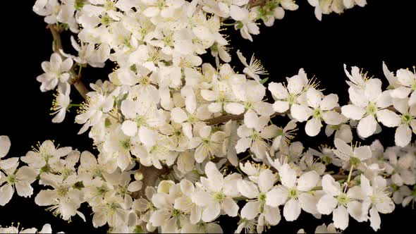 White Flowers Blossoms on the Branches Cherry Tree