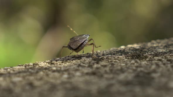 injured brown marmorated stink bug is crawling